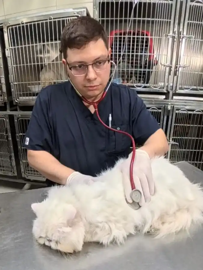 Médico Veterinario Médico Veterinario